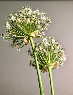 Leon Capetanos - Allium 1/10 - photo - 15 x 10