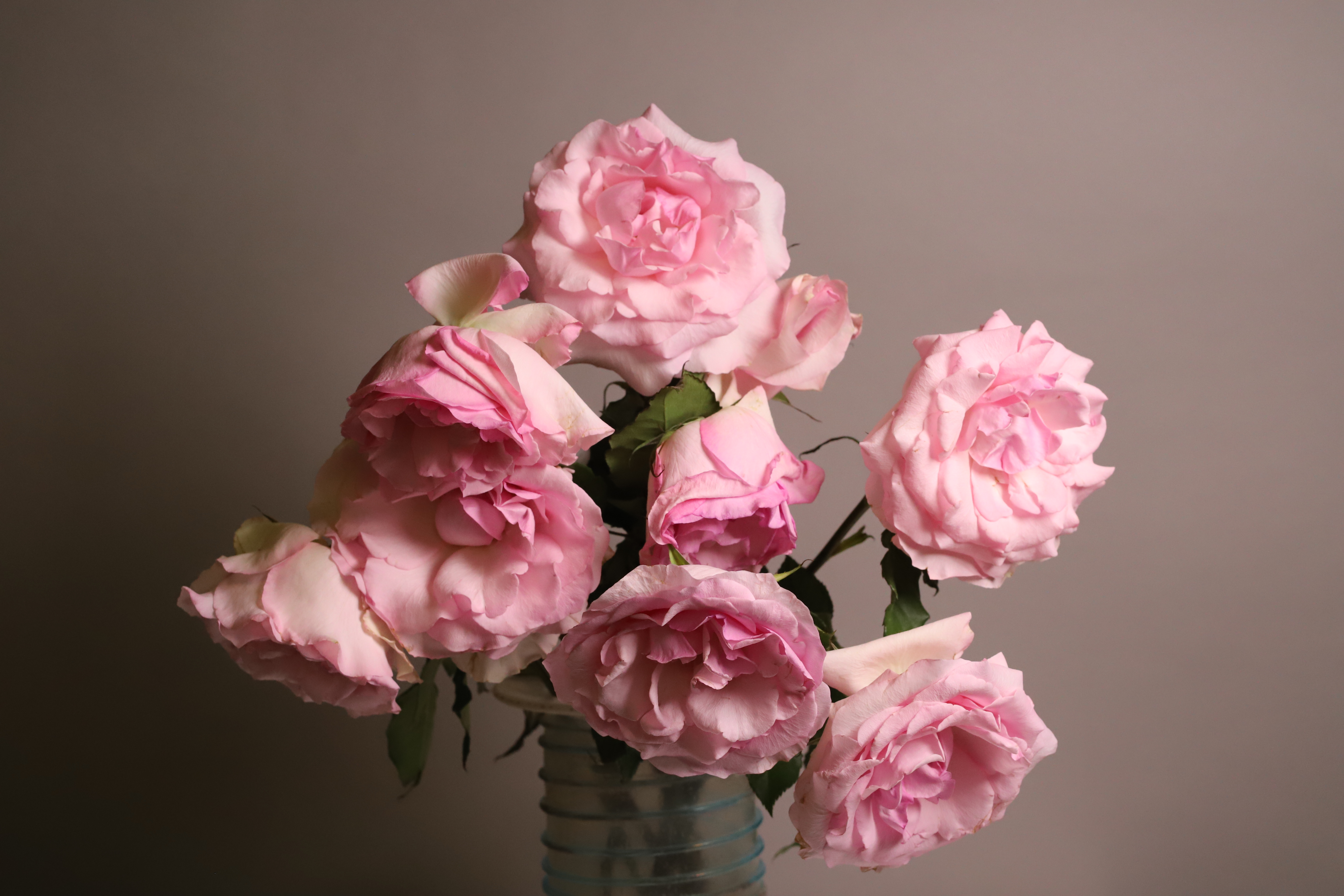 Leon Capetanos - Pink Roses 1/10 - photograph - 17 x 22