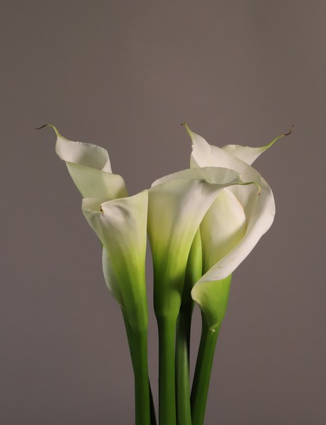 Leon Capetanos - Calla Lilies, White - photograph - 22 x 17