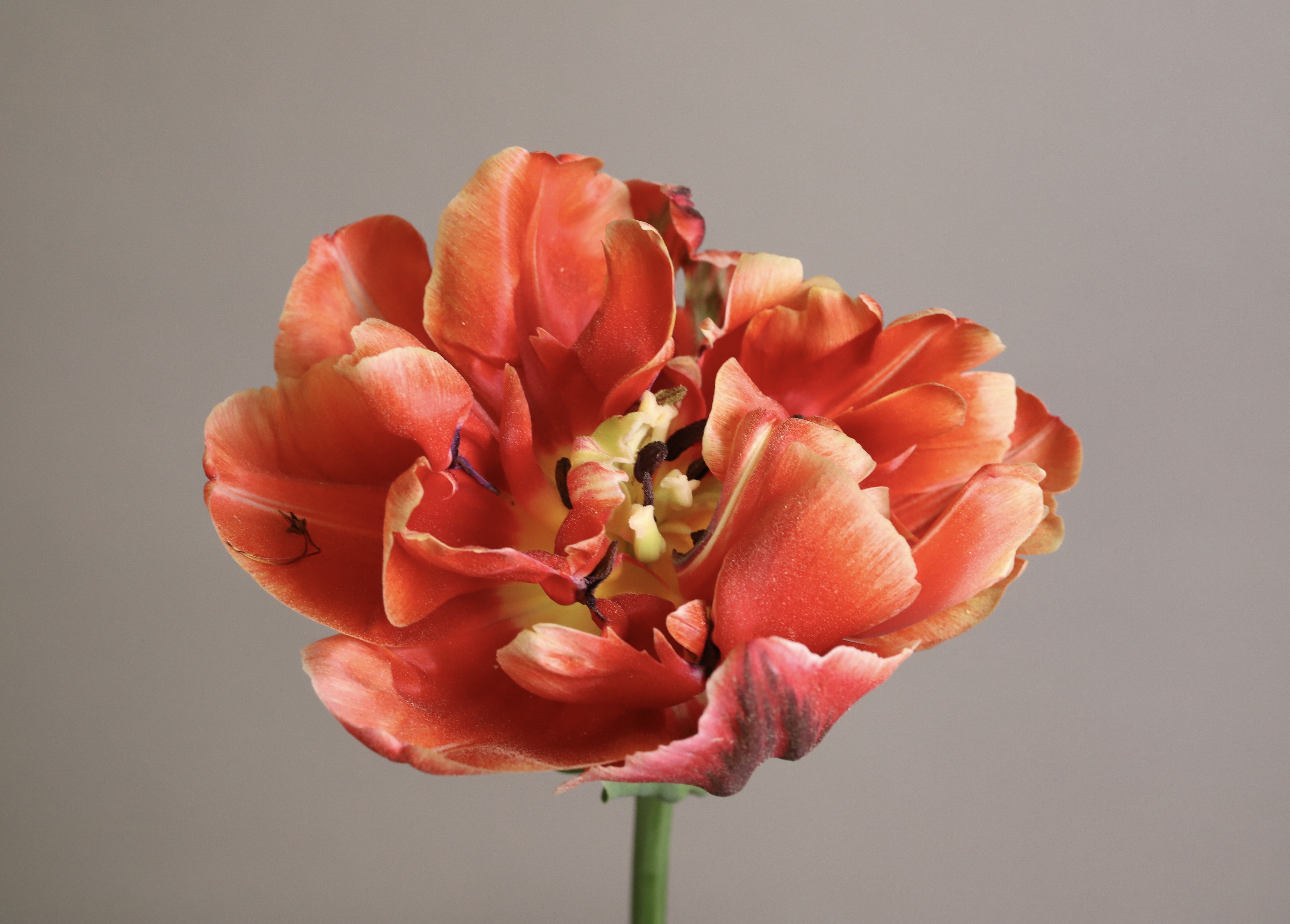 Leon Capetanos - Red Tulip - photograph - 22 x 17