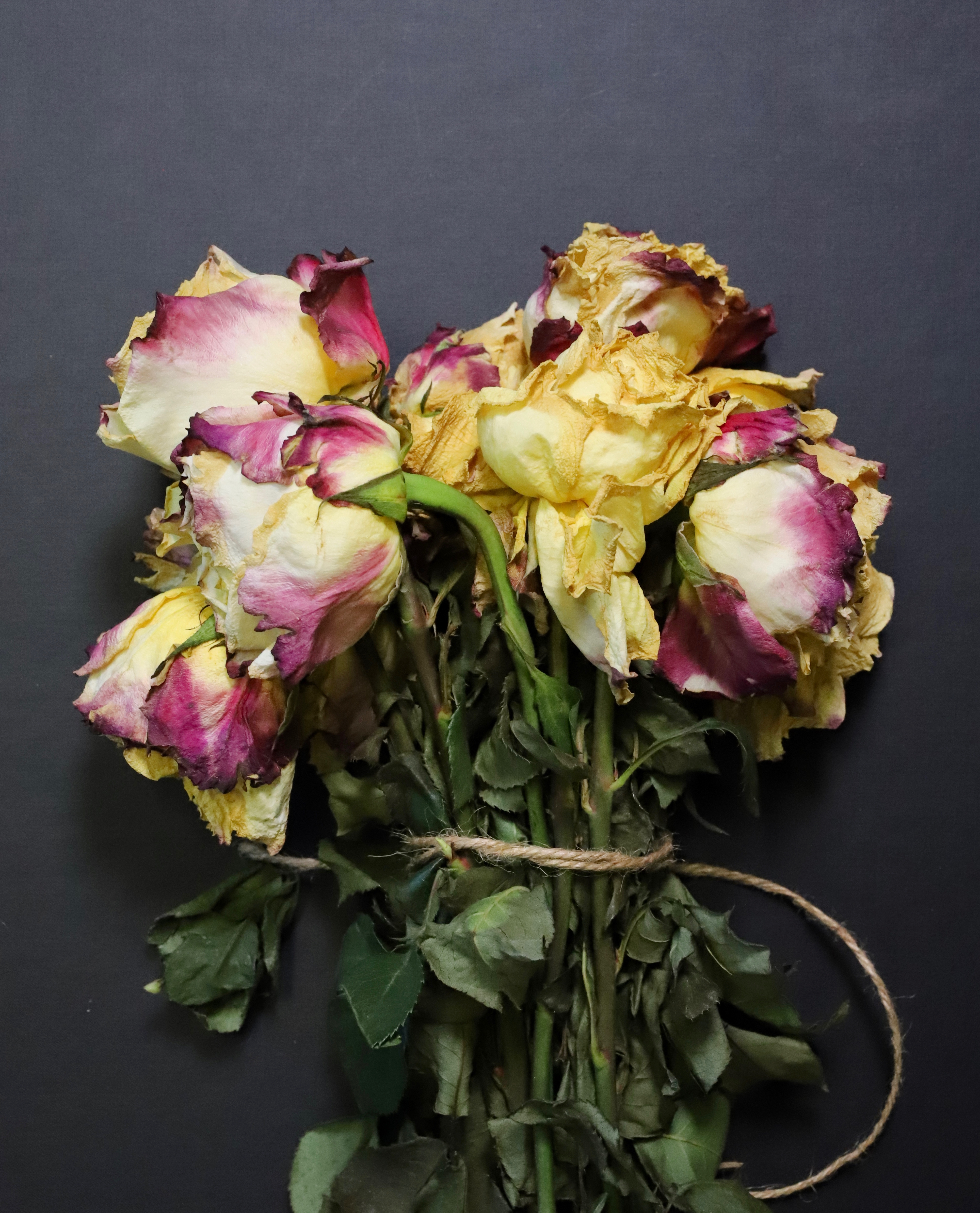 Leon Capetanos - Tied Roses 1/10 - photo - 15 x 10