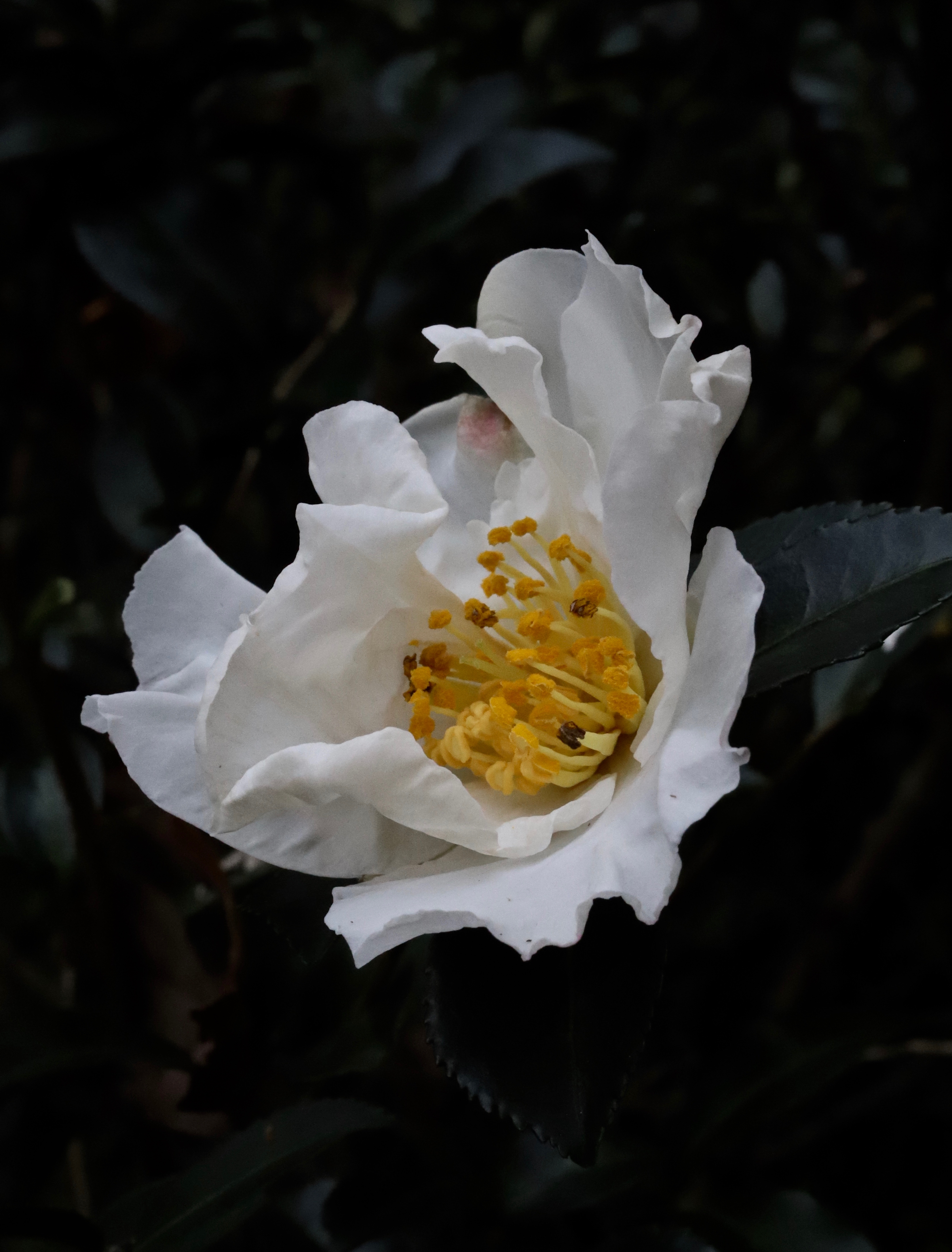 Leon Capetanos - White Camellia (small) 1/10 - photo - 11 x 8.5