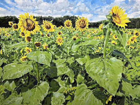David Shingler - Sunflower Field, Dorothea Dix Park - Oil on Wood - 36x48