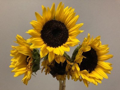 Leon Capetanos - Sunflowers - photograph - 22 x 17