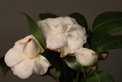 Leon Capetanos - Magnolia (small) 1/10 - photo - 11 x 8.5